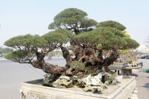 Ngắm dàn cây thế 'khủng' tại hội chợ xuân đón Tết Tân Sửu
