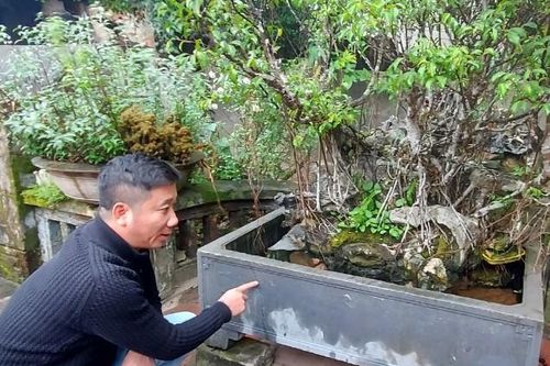 Cây cảnh... lãnh đủ: Trái đắng