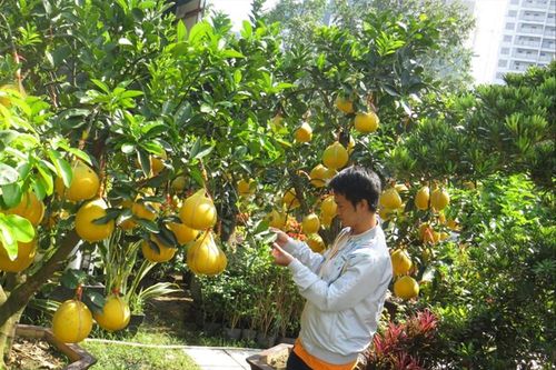 Thị trường hoa, cây cảnh Tết: Độc, lạ, giá khủng