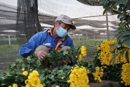Người dân làng Tây Tựu thấp thỏm chờ Tết