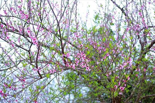 Tem dán cho đào về xuôi của thủ phủ đào rừng Tây Bắc được thiết kế ra sao?