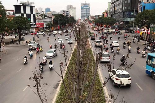 Qua ba mùa rét, hàng phong trồng tại Hà Nội vẫn chưa đỏ lá