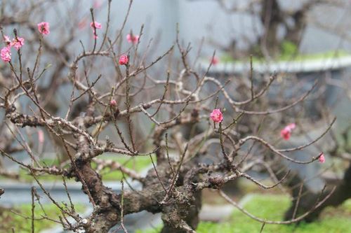 Đào cổ Nhật Tân đã được cho thuê hàng chục triệu đồng mỗi gốc