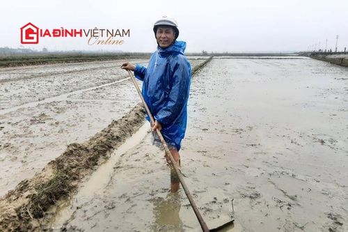 Nông dân Thừa Thiên Huế đội rét cắt da thịt canh tác cuối năm