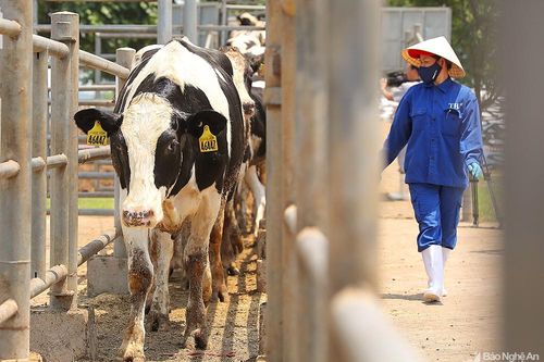 TH true MILK hoàn tất kế hoạch nhập khẩu đàn bò sữa cao sản 4.500 con