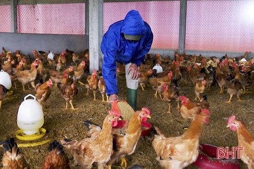 Nông dân Đức Thọ nuôi 'gà đi bộ' thu hàng trăm triệu đồng