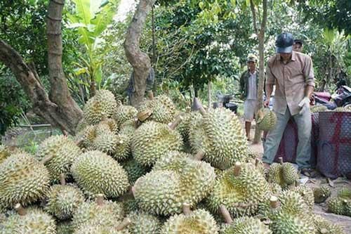 Xúc tiến đàm phán xuất khẩu sầu riêng chính ngạch sang Trung Quốc