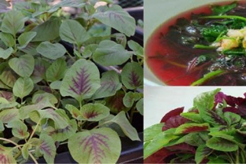 Kỹ thuật trồng rau dền khoang tại nhà vừa có rau ăn vừa làm cây thuốc cực tốt