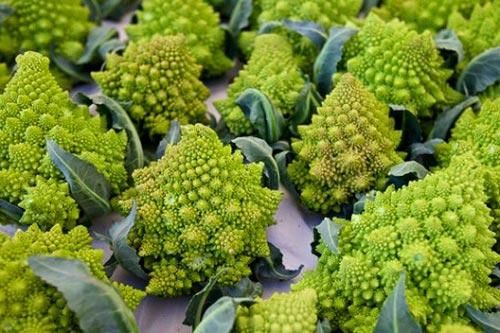 Học cách trồng súp lơ hình xoắn ốc đẹp mắt ai cũng mê