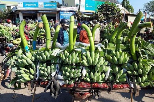 Bỏ 25 triệu đồng mua cả vườn chuối, tiểu thương thắng đậm khi bán dịp Tết