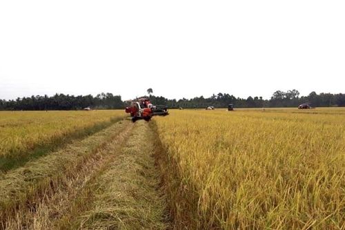 Giá lúa gạo hôm nay ngày 14/1: Nguồn cung thấp, giá lúa gạo ổn định