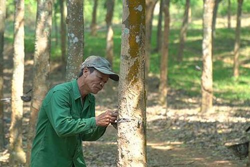 Thu nhập cao nhờ mô hình kinh tế đa cây, đa con