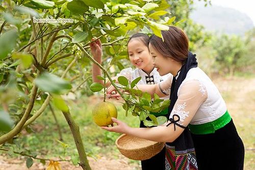 Trái ngọt trên cao nguyên