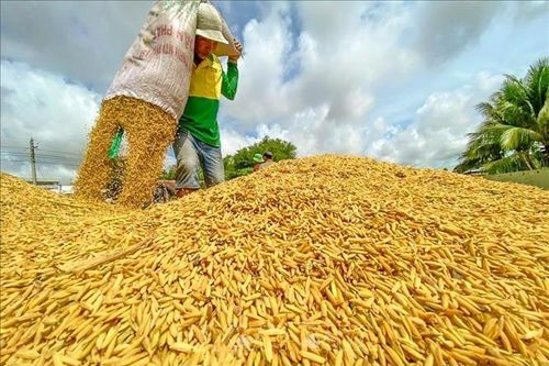 Giá lúa gạo hôm nay 4/1: Gạo nguyên liệu tăng