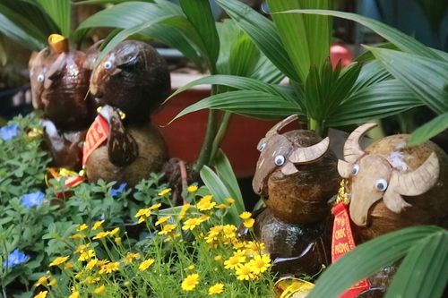 Ngắm bộ bonsai linh vật trâu làm từ trái dừa ở TP.HCM