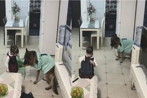 Dân mạng phục lăn chú chó mưu cao, ép bé gái học bài
