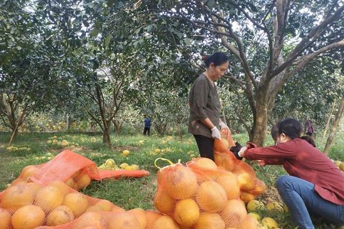 Thị trường cam, bưởi cuối năm: Được mùa... giá thấp