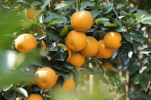 Nghệ An: Có giá cao, cam Xã Đoài vẫn không đủ cung ứng cho khách hàng dịp cận Tết