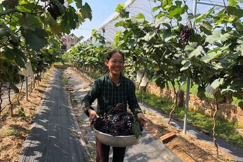 Tìm lời giải cho nông nghiệp 4.0