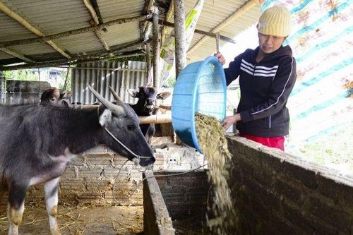 7 ngày giá rét khiến hơn 2.200 vật nuôi bị chết