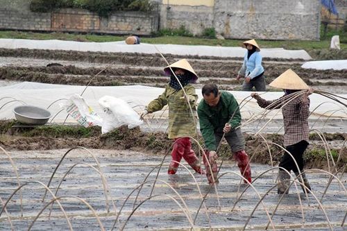 Rét đậm, rét hại gây thiệt hại lớn đến sản xuất và đời sống