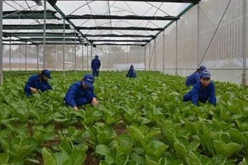 Rau công đoàn và siêu thị công nhân