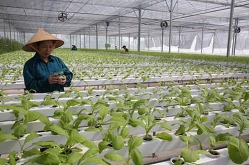 Thúc đẩy kinh tế Thủ đô nhờ nông nghiệp công nghệ cao