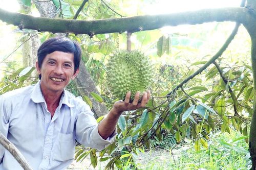 Khôi phục vườn sầu riêng đặc sản
