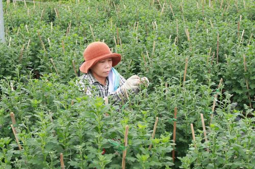 Làng hoa Vân Dương vượt khó phục vụ tết