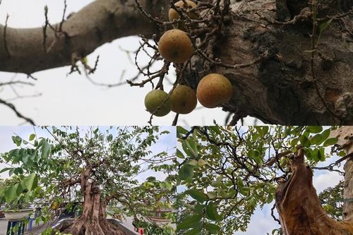Chậu sung, khế, ổi cổ 'xếp hàng' chờ đại gia 'tậu' về chơi Tết