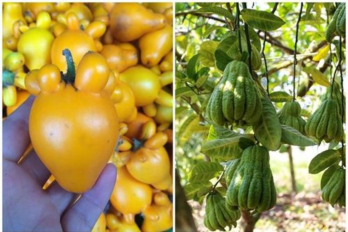 2 loại quả không ăn được vẫn đắt khách dịp Tết