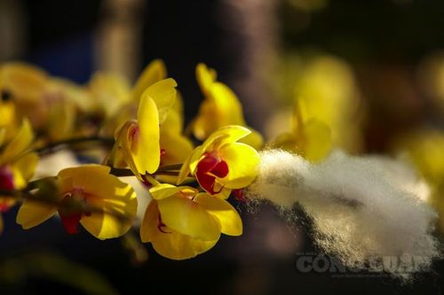 Lan Hồ Điệp 'nữ hoàng của các loài hoa lan' vượt hơn 1000 km ra Hà Nội phục vụ Tết Nguyên đán