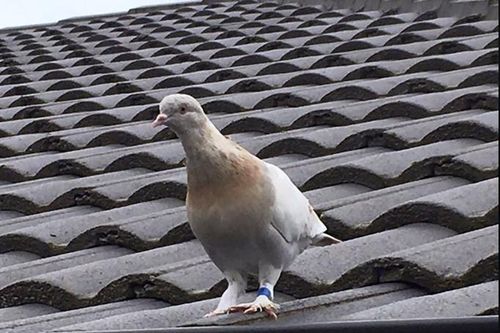 Úc định bắn chết con chim bồ câu được đặt tên theo Tổng thống đắc cử Mỹ