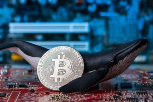 Bitcoin đảo chiều, cuộc chơi của những 'cá voi', 'cá mập'?