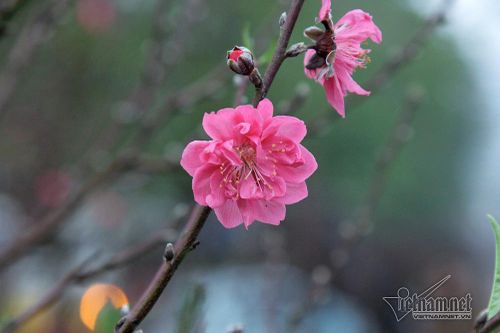 Mười năm lấy chồng, vợ tôi chưa một lần dám xin về ngoại ăn Tết