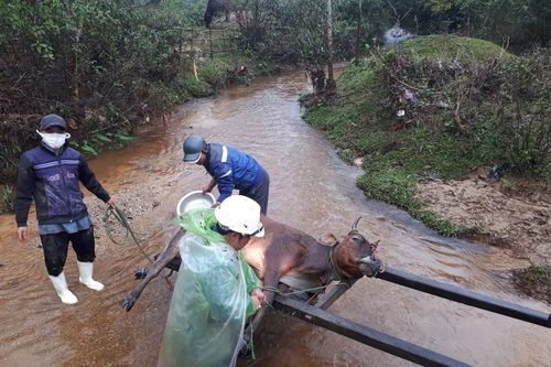Hơn 900 gia súc chết rét tại Thừa Thiên Huế: Khẩn trương lập đoàn kiểm tra