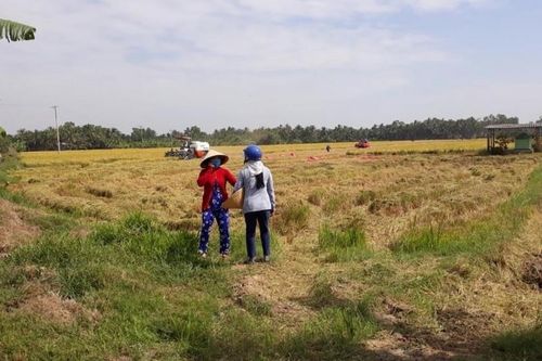 Giá lúa gạo hôm nay ngày 15/1: Giá lúa gạo không có biến động