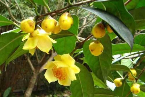 Chè hoa vàng – ' Thần dược' dân gian