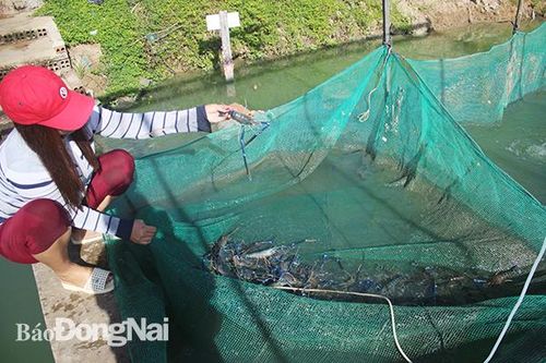 Đồng Nai phát triển cả ngàn ha sản xuất theo chuẩn GAP