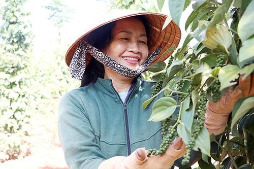 Những trăn trở ở vùng trồng tiêu