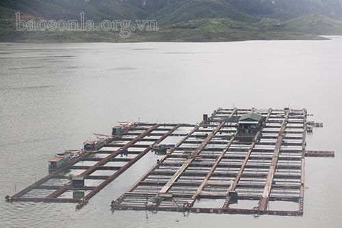 Toàn tỉnh: Diện tích nuôi thủy sản đạt 2.718 ha