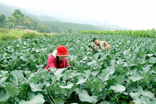 'Vựa' rau Ninh Lai - Thiện Kế vào mùa thu hoạch