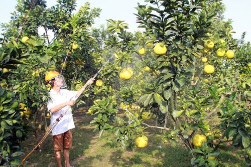 Hỗ trợ trồng cây ăn quả đạt tiêu chuẩn VietGAP