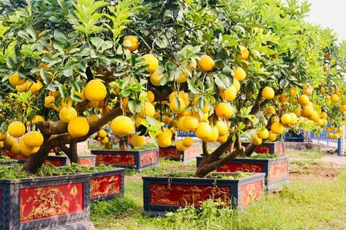 Óng vàng bưởi cảnh vào xuân