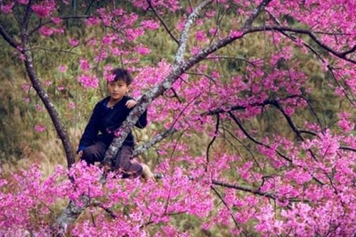 Hoa đào và sinh kế