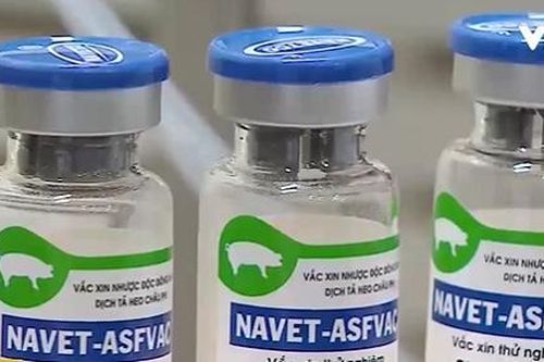 Thành lập Hội đồng khoa học quốc gia đánh giá vaccine dịch tả lợn châu Phi
