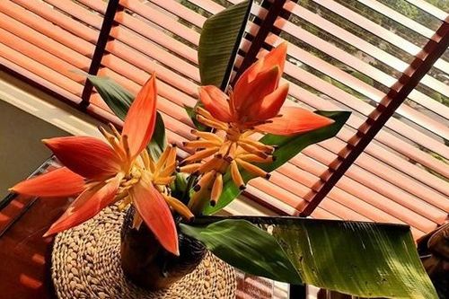 Những loại hoa rừng được người dân Hà thành 'ưu ái' chơi Tết
