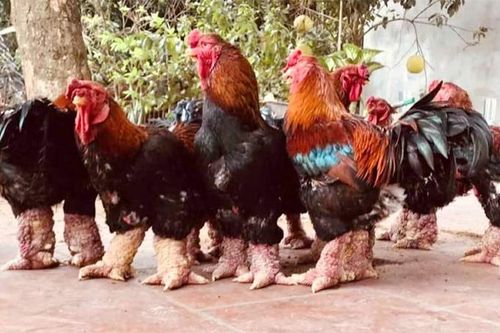 Gà Đông Tảo chân khủng có giá lên tới 20 triệu đồng/con