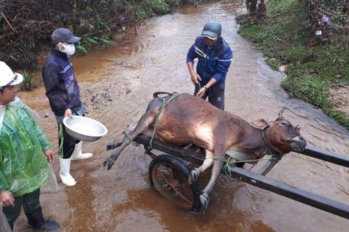 Kiểm tra về việc hơn 900 gia súc chết rét