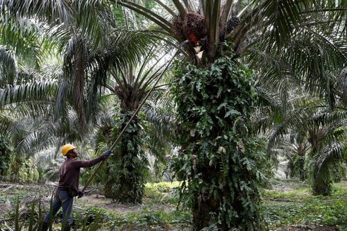 Malaysia lên kế hoạch kiện EU xung quanh tranh cãi về dầu cọ